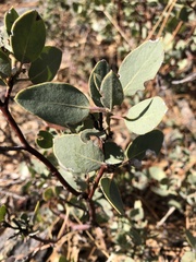 Arctostaphylos glauca