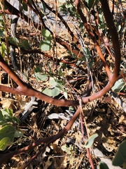Arctostaphylos glauca