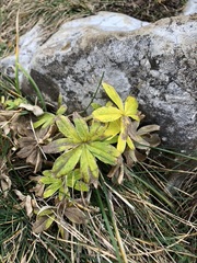 Alpinae