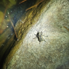 Phloeobius