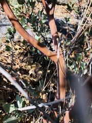 Arctostaphylos glauca