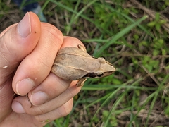 Rana longicrus