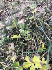 Alpinae
