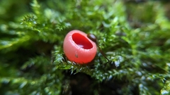 Sarcoscypha austriaca