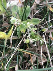 Alpinae