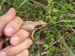 Rana longicrus