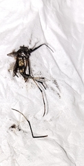 Toxorhynchites speciosus