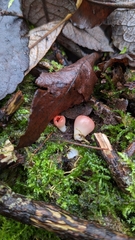 Sarcoscypha austriaca