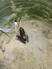 Rana longicrus