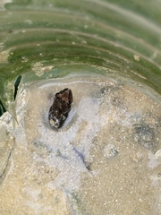 Rana longicrus