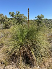 Xanthorrhoea preissii