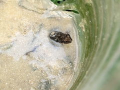 Rana longicrus