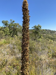 Xanthorrhoea preissii