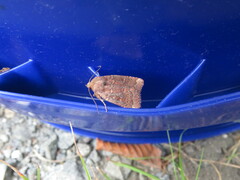 Pseudorthodes vecors