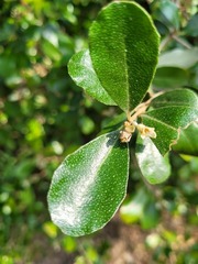 Elaeagnus oldhamii