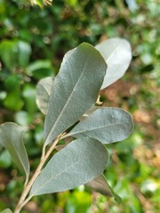 Elaeagnus oldhamii