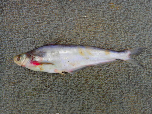 African butter catfish (Schilbe mystus) — Schilbeidae — 5