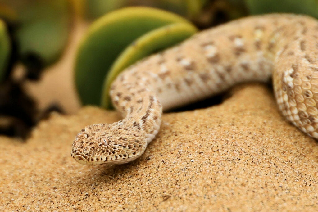Peringuey's Adder