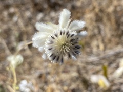 Actinotus