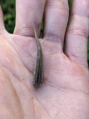 Opsariichthys pachycephalus