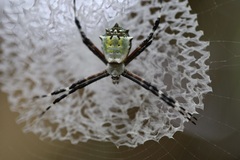 Argiope submaronica