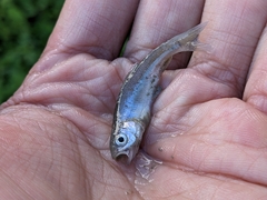 Opsariichthys pachycephalus