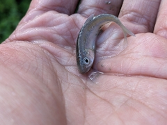 Opsariichthys pachycephalus
