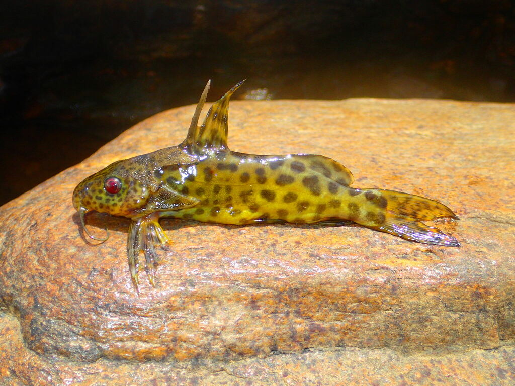 Rebel's squeaker (Synodontis rebeli) — Mochokidae