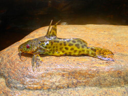 Rebel's squeaker (Synodontis rebeli) — Mochokidae