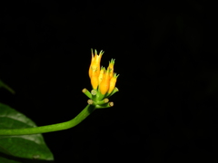 Gurania lobata