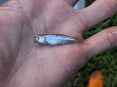 Opsariichthys pachycephalus