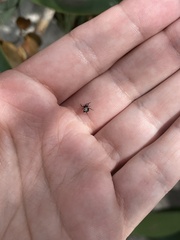 Gasteracantha cancriformis