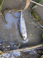 Opsariichthys pachycephalus