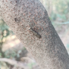 Amorphoscelis chinensis