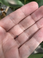 Gasteracantha cancriformis