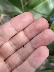 Gasteracantha cancriformis
