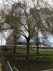 Betula pendula
