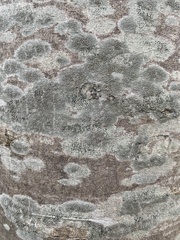 Lecanoraceae