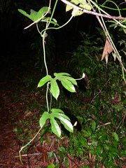 Gurania lobata