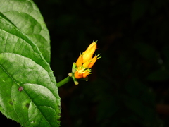 Gurania lobata