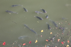 Oreochromis niloticus