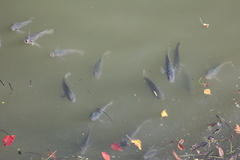 Oreochromis niloticus