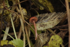 Tubaria confragosa
