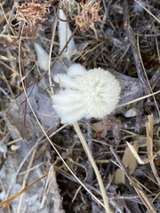 Actinotus