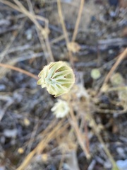 Actinotus