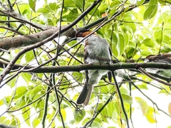 Hemixos castanonotus