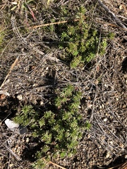 Loeflingia squarrosa