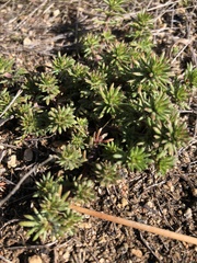 Loeflingia squarrosa