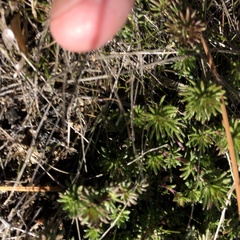 Loeflingia squarrosa