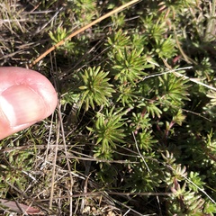 Loeflingia squarrosa